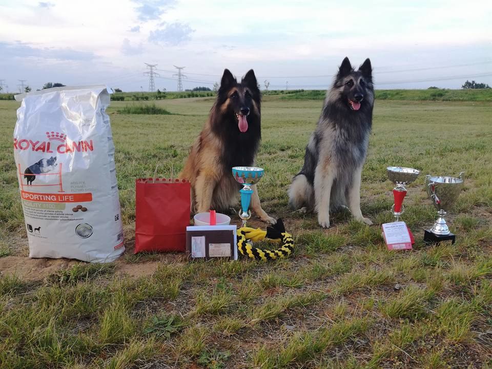 Des Terres D'Yggdrasil - Meilleur chien de berger à Bailleul !