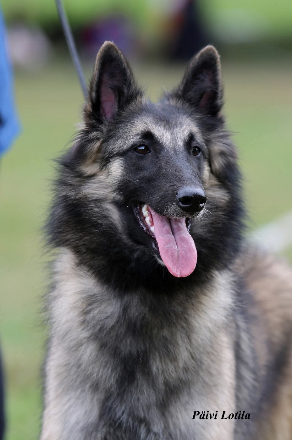 Valde Des Terres D'Yggdrasil