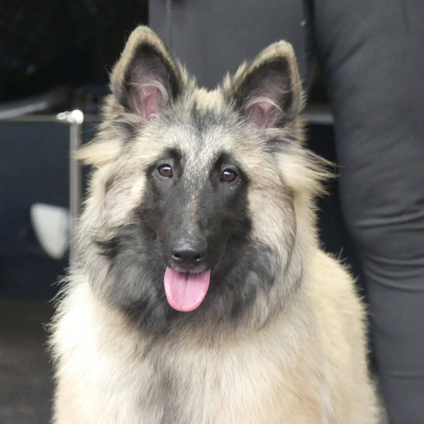 Ansuz Des Terres D'Yggdrasil