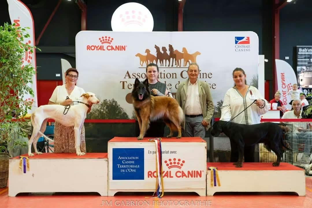 Meilleur chien de travail de l'Expo