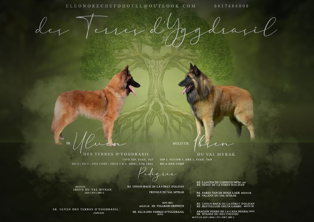 Chiots Tervueren disponibles