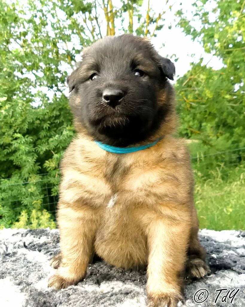 Des Terres D'Yggdrasil - Chiots disponibles - Berger Belge