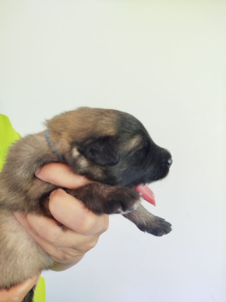 Des Terres D'Yggdrasil - Chiots disponibles - Berger Belge
