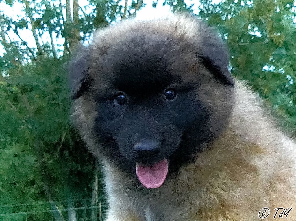 Des Terres D'Yggdrasil - Chiots disponibles - Berger Belge
