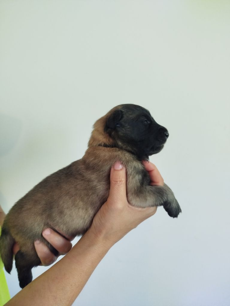Des Terres D'Yggdrasil - Chiots disponibles - Berger Belge