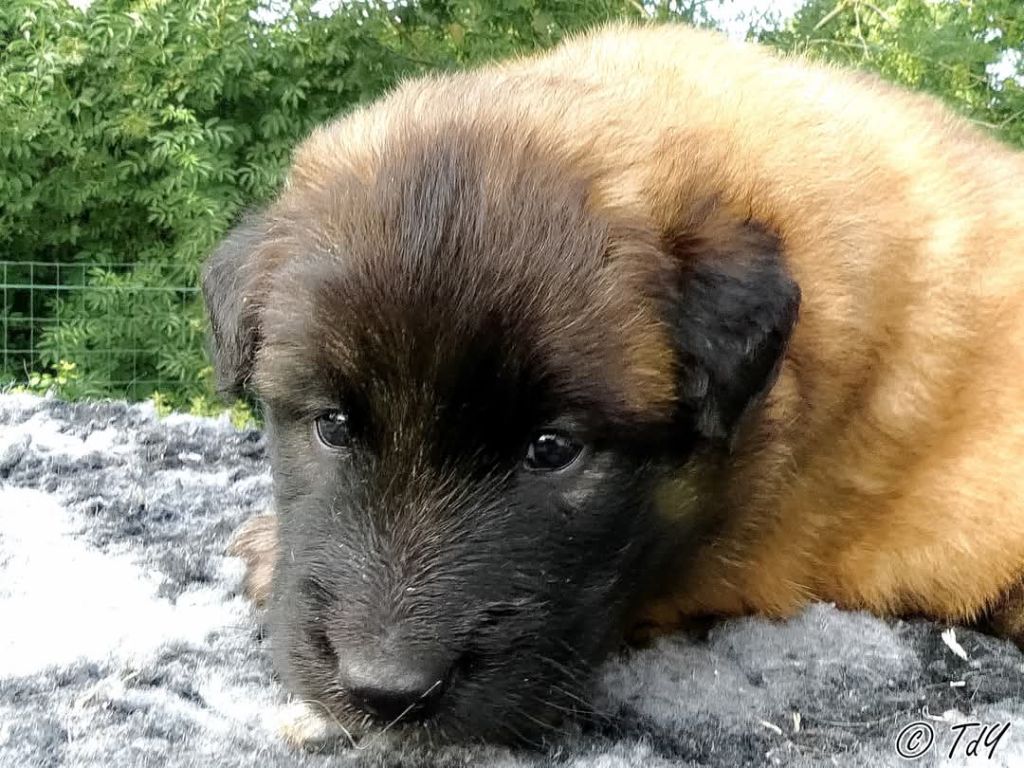 Des Terres D'Yggdrasil - Chiots disponibles - Berger Belge