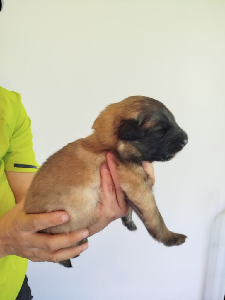 Des Terres D'Yggdrasil - Chiots disponibles - Berger Belge