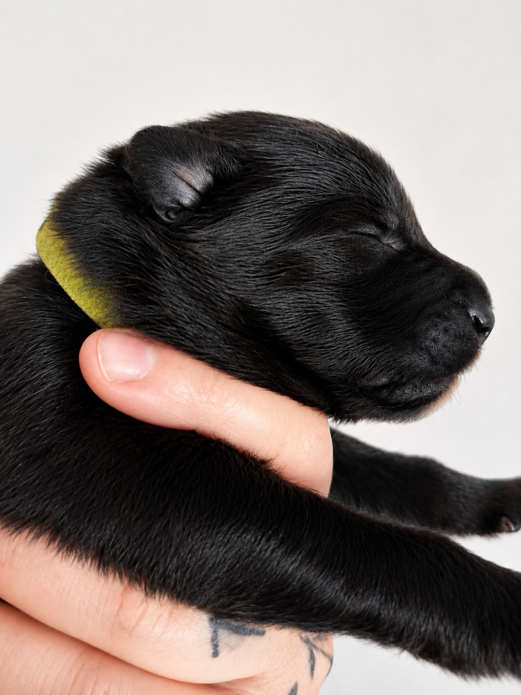 Des Terres D'Yggdrasil - Chiots disponibles - Berger Belge