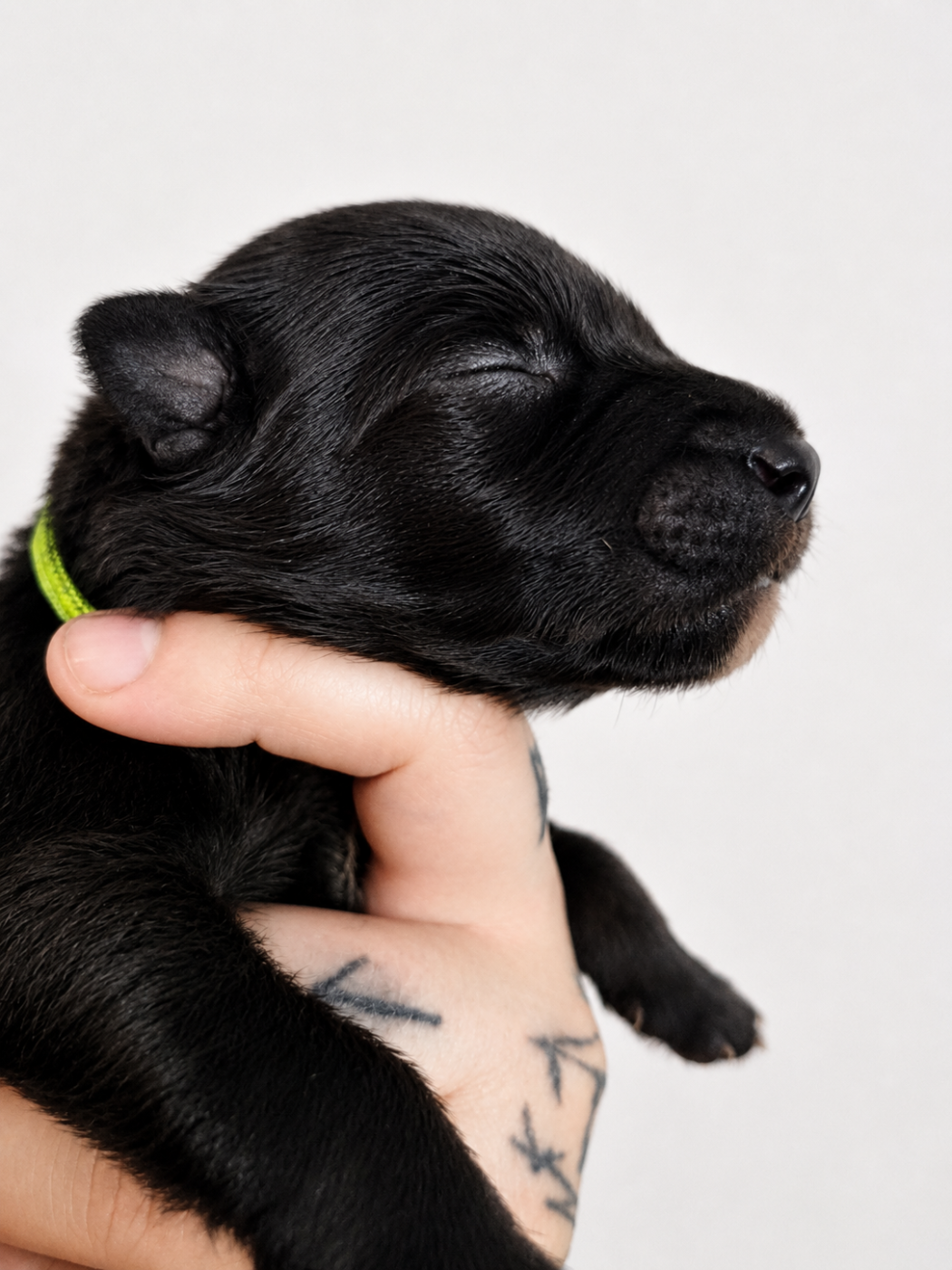 Des Terres D'Yggdrasil - Chiots disponibles - Berger Belge