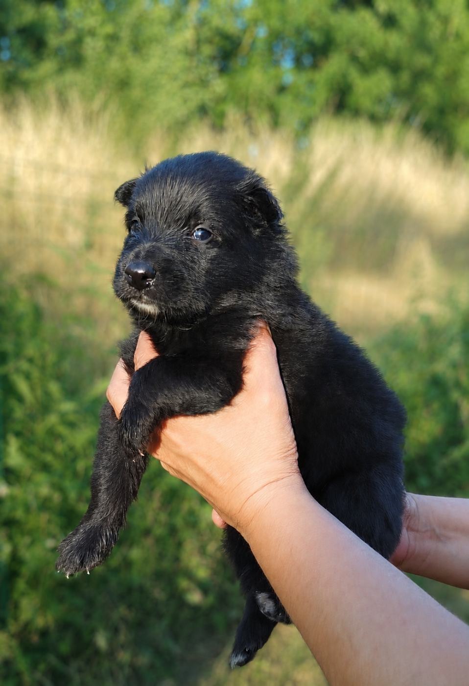 Des Terres D'Yggdrasil - Chiots disponibles - Berger Belge