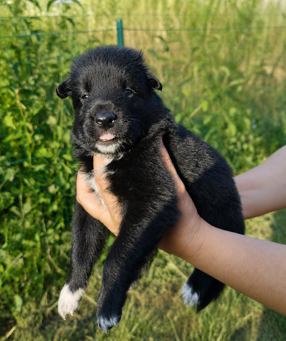 Des Terres D'Yggdrasil - Chiots disponibles - Berger Belge