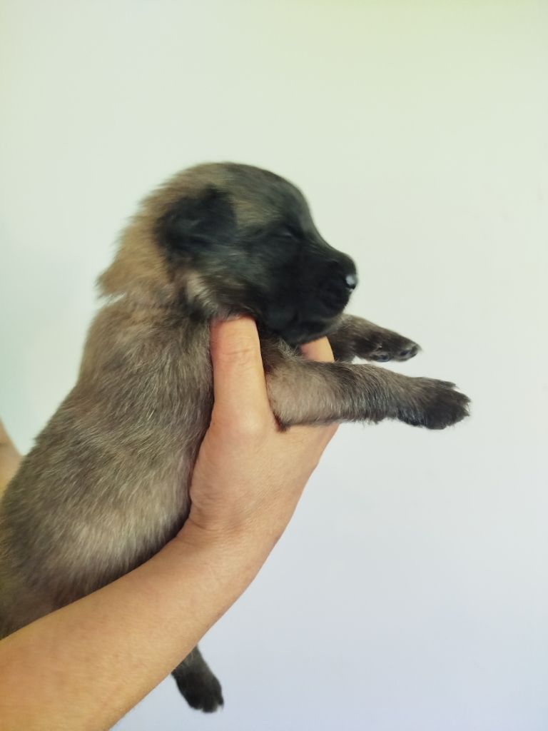 Des Terres D'Yggdrasil - Chiots disponibles - Berger Belge