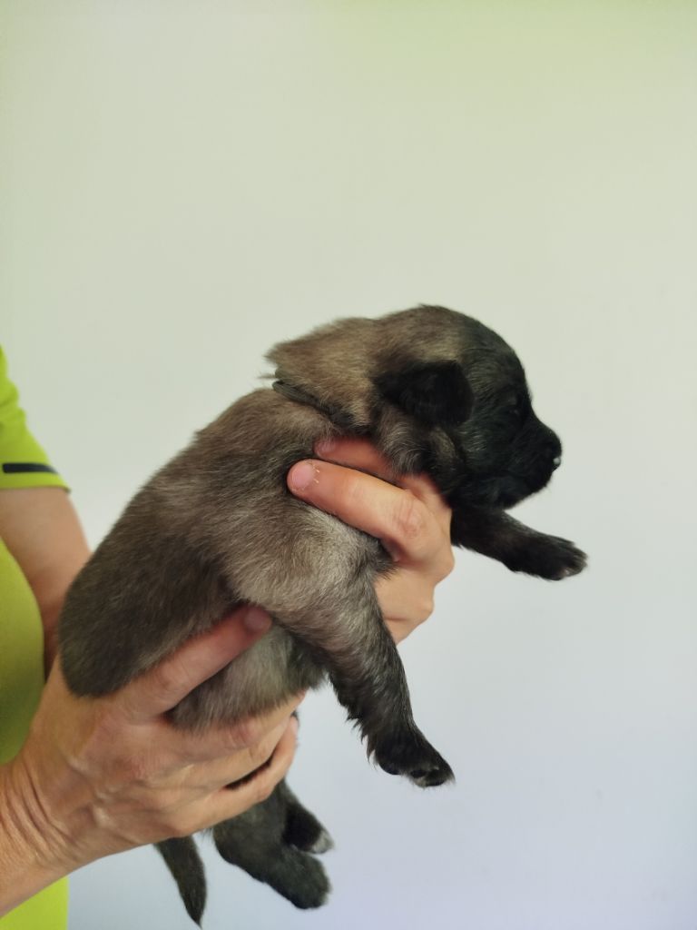 Des Terres D'Yggdrasil - Chiots disponibles - Berger Belge