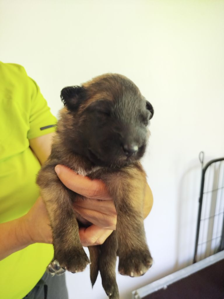 Des Terres D'Yggdrasil - Chiots disponibles - Berger Belge