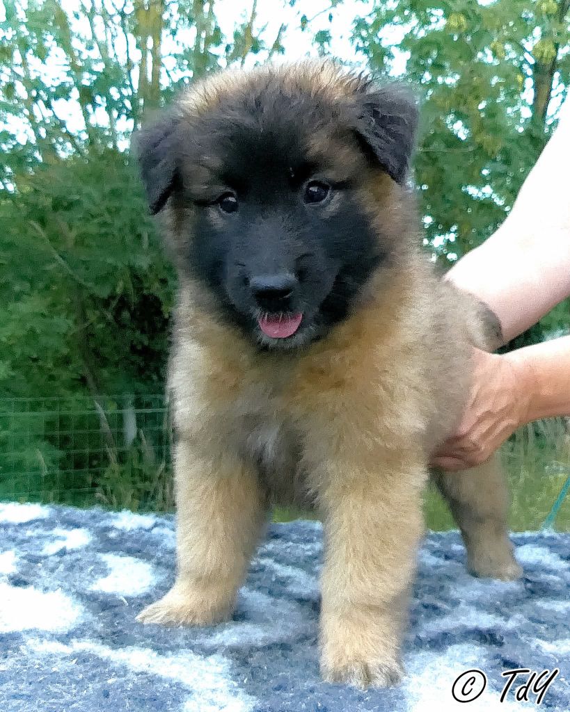 Des Terres D'Yggdrasil - Chiots disponibles - Berger Belge