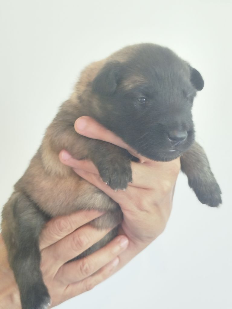 Des Terres D'Yggdrasil - Chiots disponibles - Berger Belge