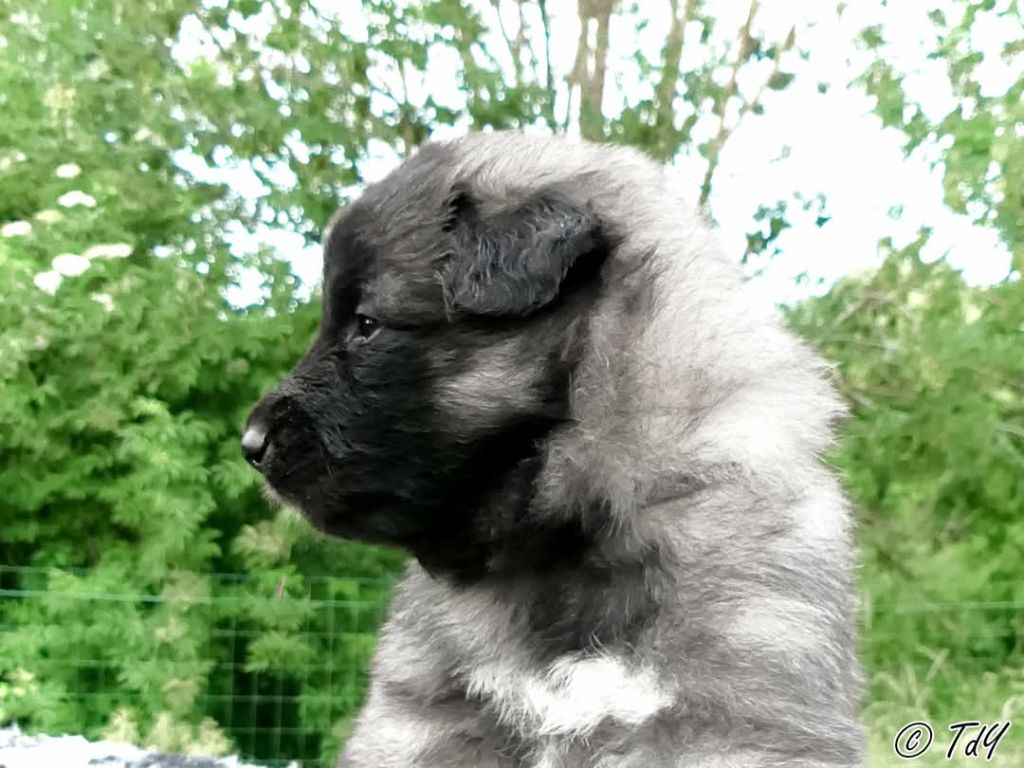 Des Terres D'Yggdrasil - Chiots disponibles - Berger Belge