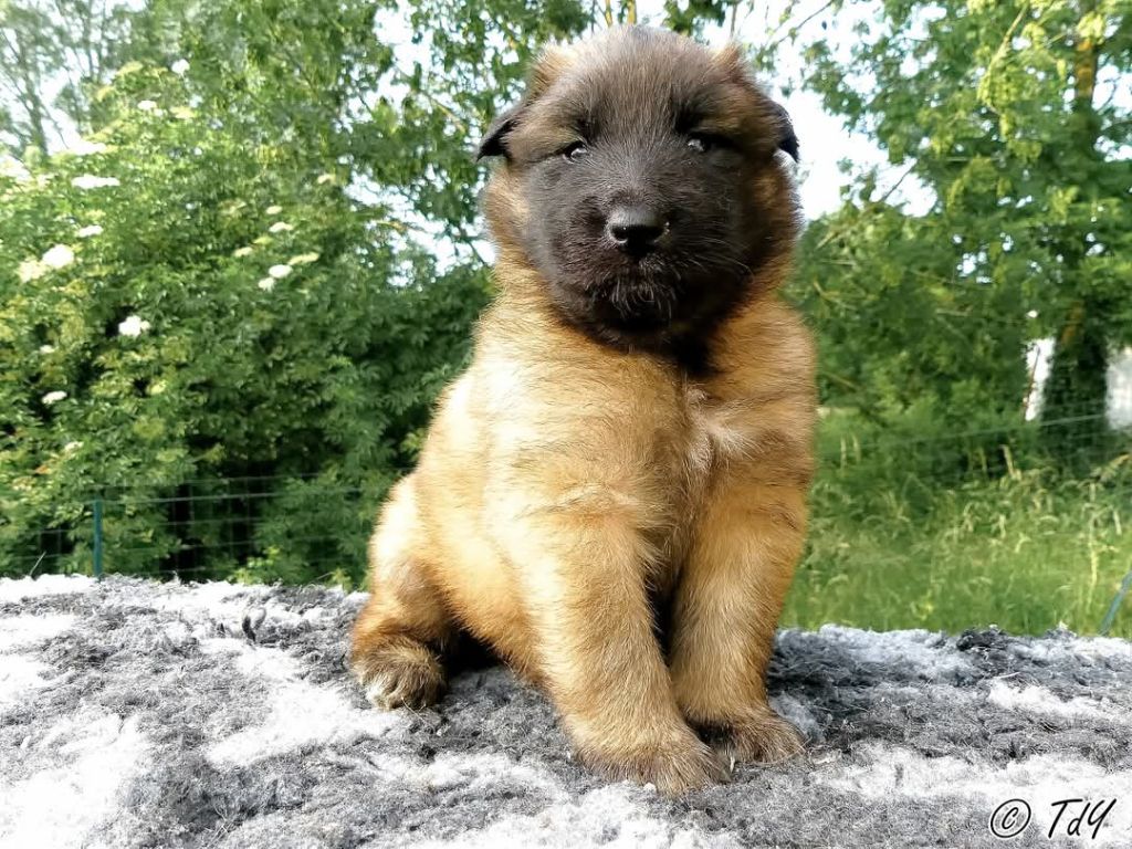 Des Terres D'Yggdrasil - Chiots disponibles - Berger Belge