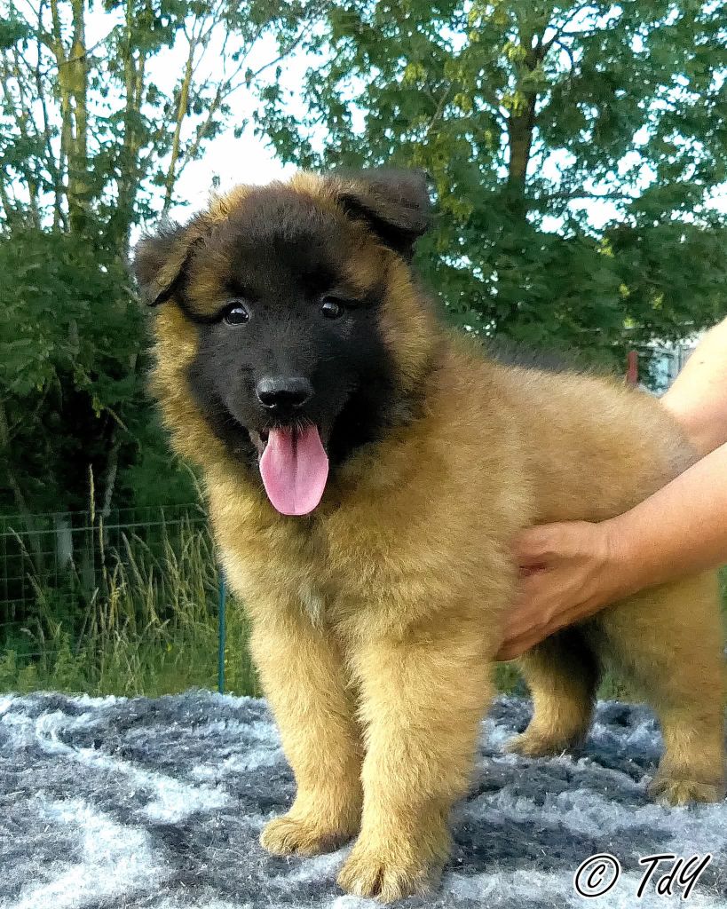 Des Terres D'Yggdrasil - Chiots disponibles - Berger Belge
