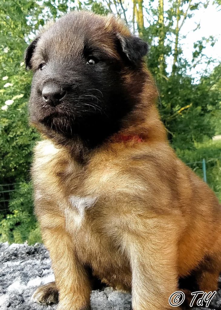 Des Terres D'Yggdrasil - Chiots disponibles - Berger Belge