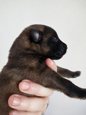 Chiot N°1