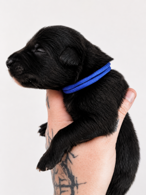 Chiot N°3