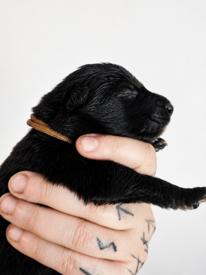 Chiot N°5