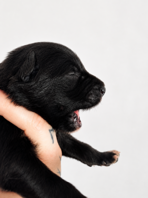 Chiot N°6