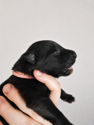 Chiot N°7