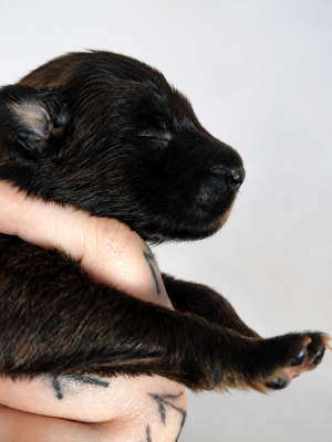 Chiot N°8