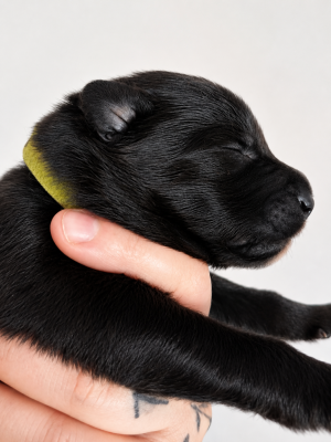 Chiot N°9