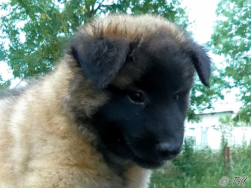 Des Terres D'Yggdrasil - Chiots disponibles - Berger Belge