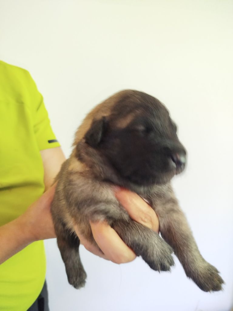 Des Terres D'Yggdrasil - Chiots disponibles - Berger Belge