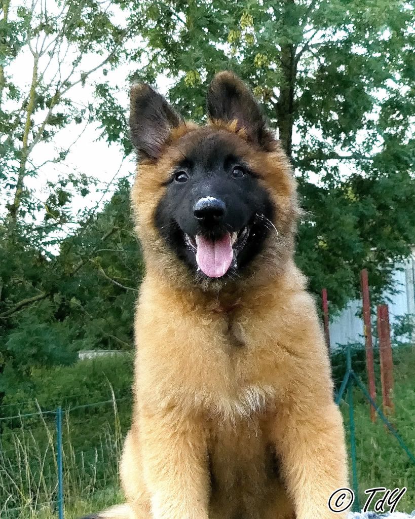 Des Terres D'Yggdrasil - Chiots disponibles - Berger Belge