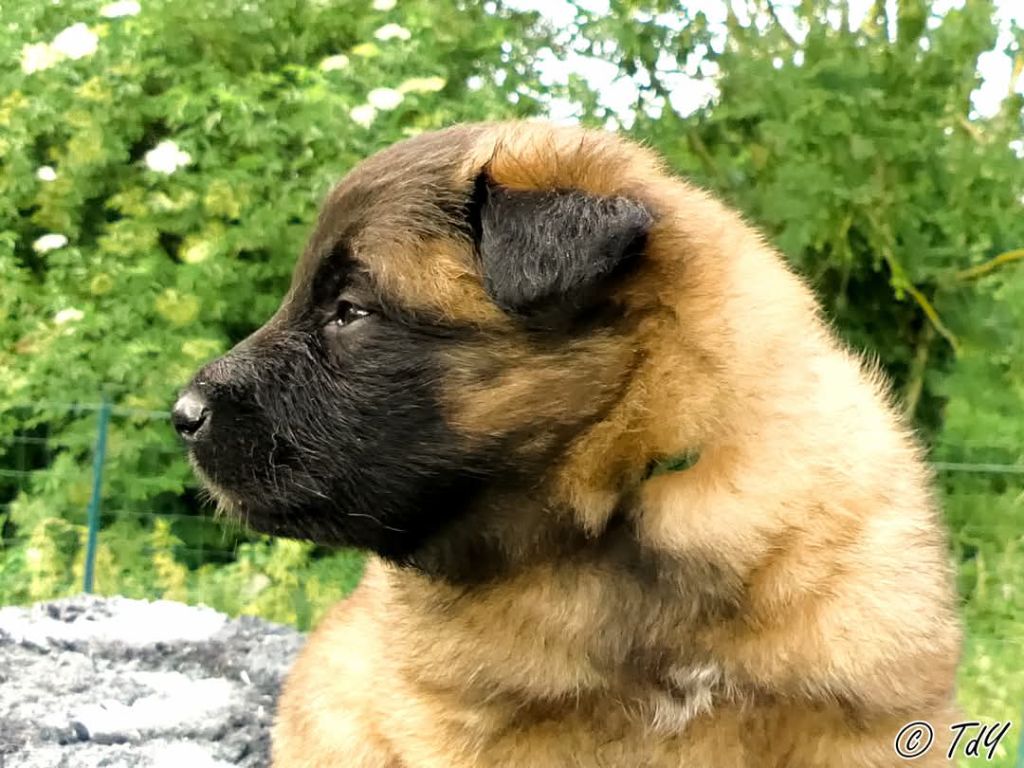 Des Terres D'Yggdrasil - Chiots disponibles - Berger Belge
