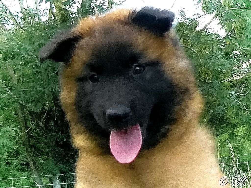 Des Terres D'Yggdrasil - Chiots disponibles - Berger Belge