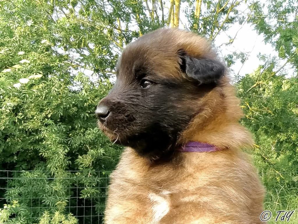 Des Terres D'Yggdrasil - Chiots disponibles - Berger Belge