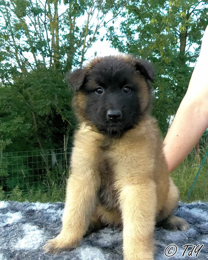 Des Terres D'Yggdrasil - Chiots disponibles - Berger Belge