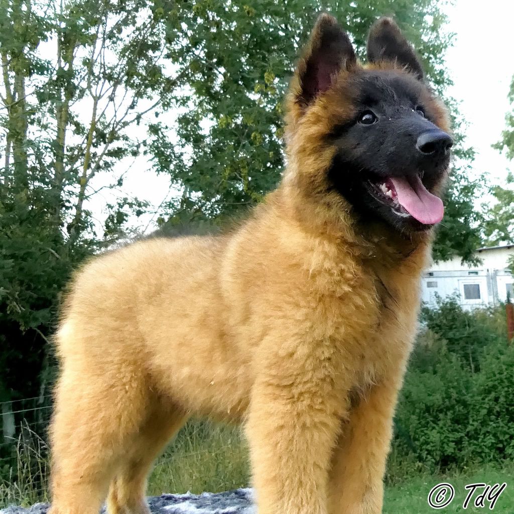 Des Terres D'Yggdrasil - Chiots disponibles - Berger Belge